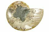 Cut & Polished Ammonite Fossil (Half) - Madagascar #364849-1